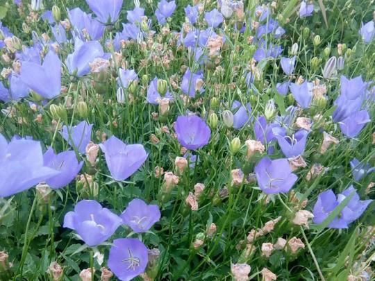 新疆風鈴花多年生