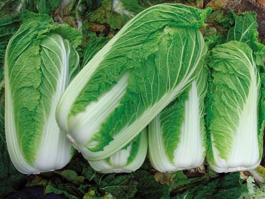 新疆大白菜