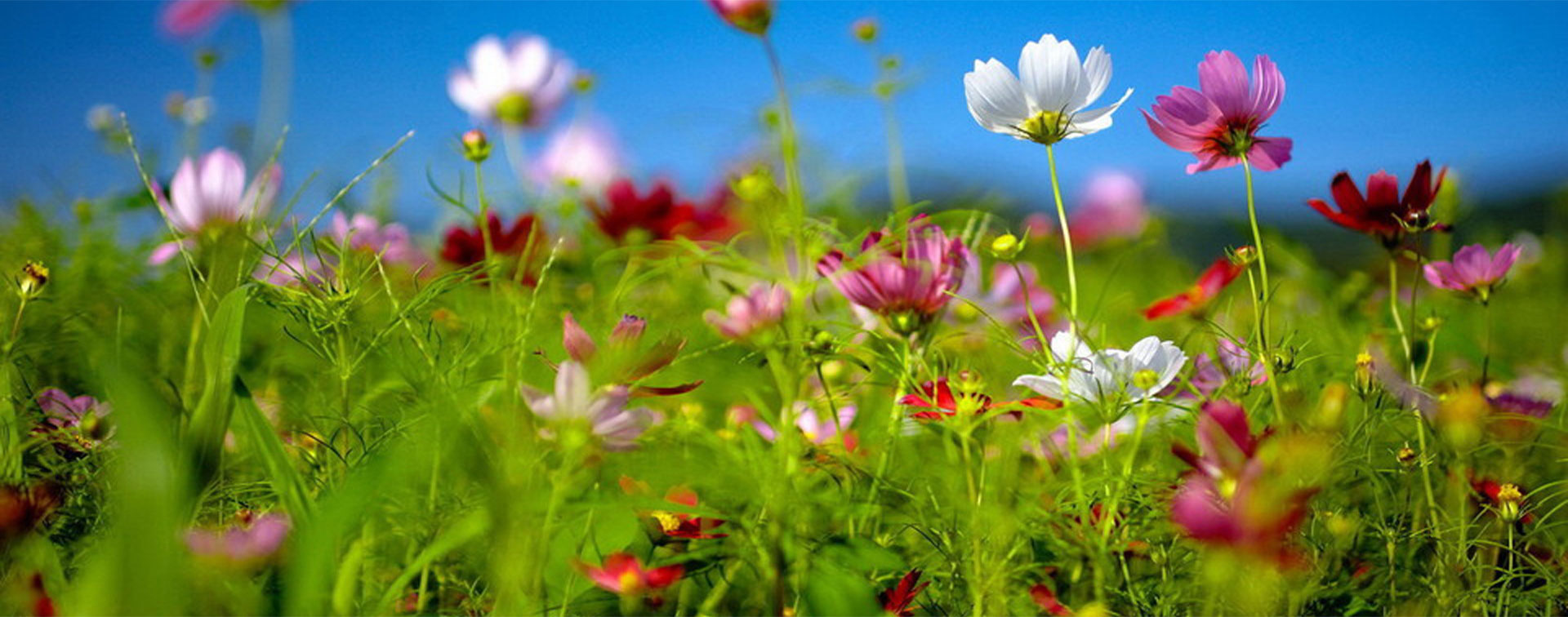 新疆春暖花開種業科技有限公司