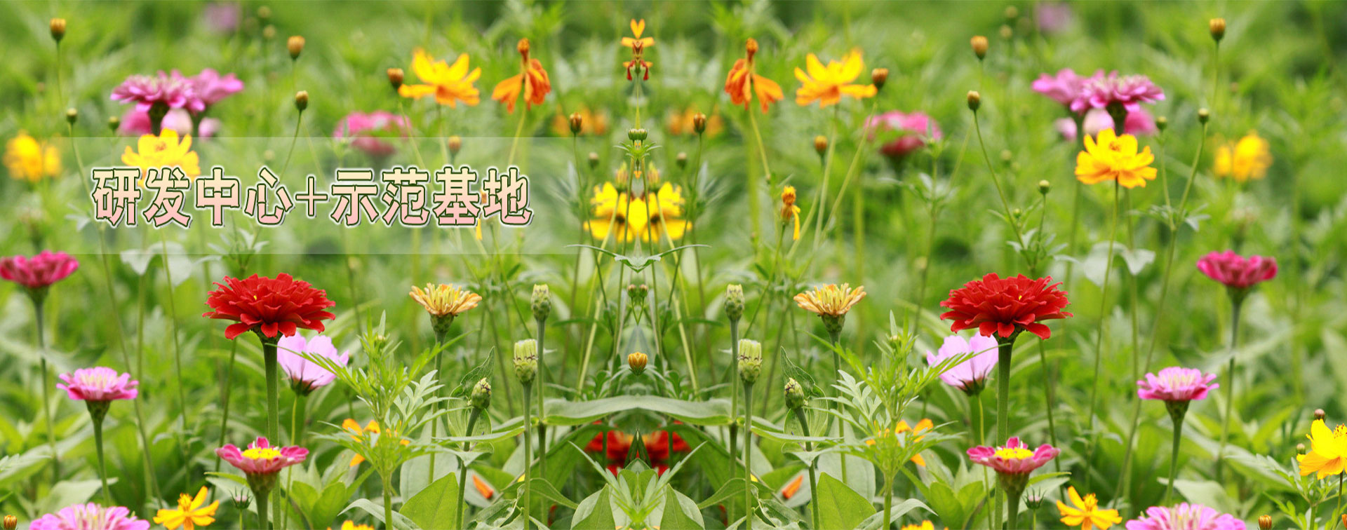 新疆春暖花開種業科技有限公司