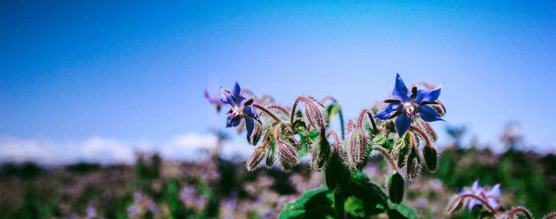 新疆春暖花開種業科技有限公司