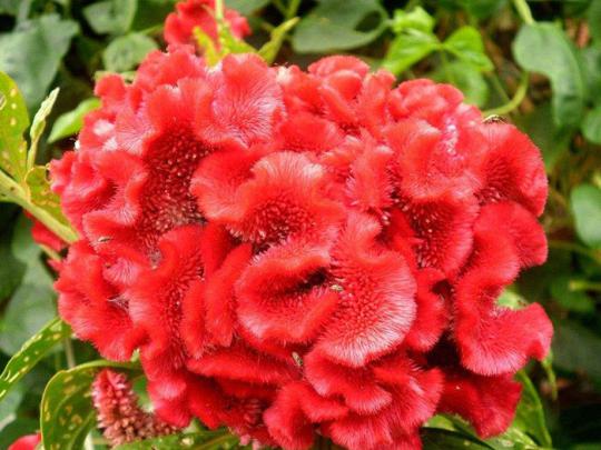 新疆雞冠花