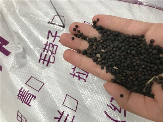 新疆毛苕子
