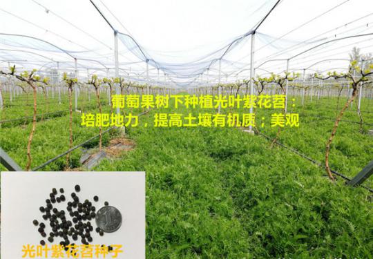 新疆光葉紫花苕