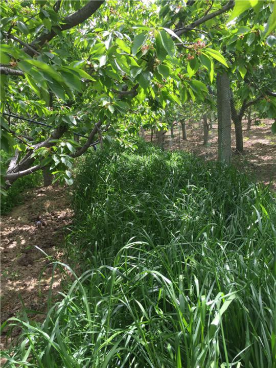 新疆黑麥