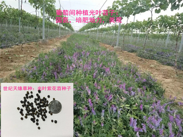 1.葡萄樹下-光葉紫花苕.jpg