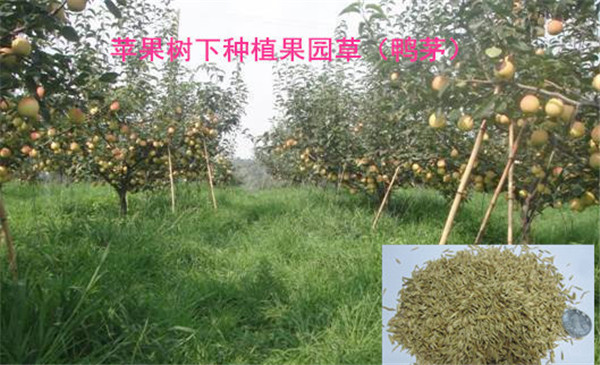 9.鴨茅（果園草）.jpg
