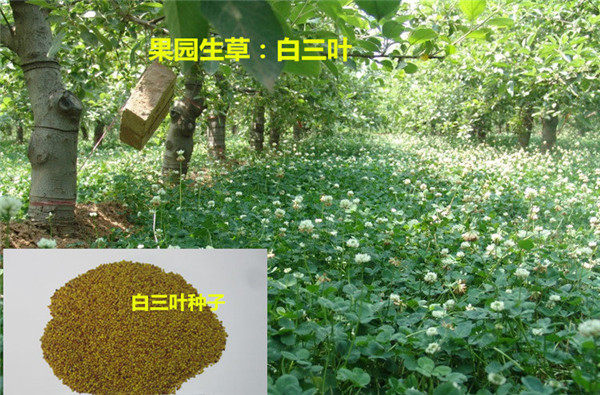 12.果園草：白三葉.jpg