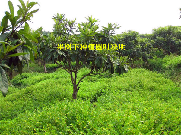 13.果樹下種植圓葉決明.jpg