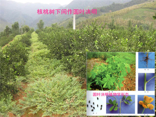 13.核桃樹下間作圓葉決明.jpg